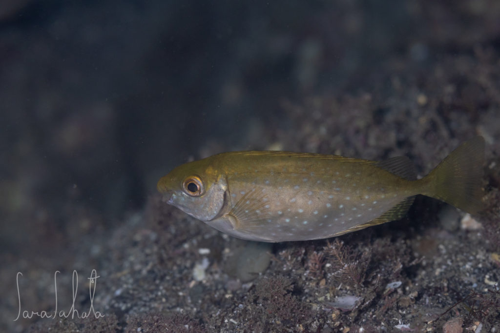 2025/9/15　坂田　-2m