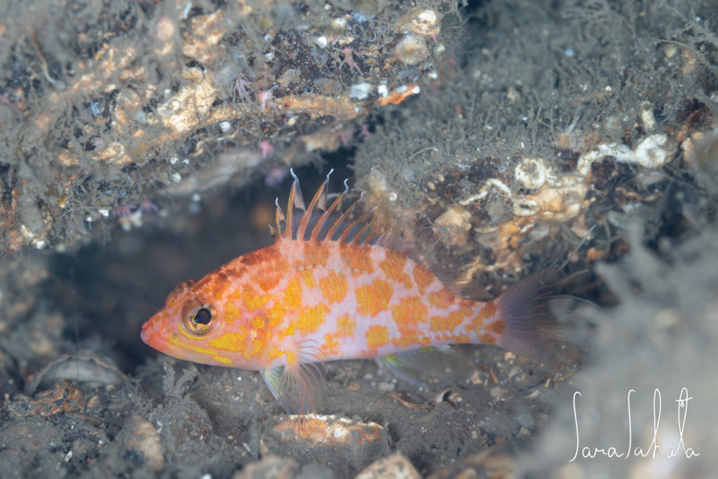 2025/12/18　淡島　-65m