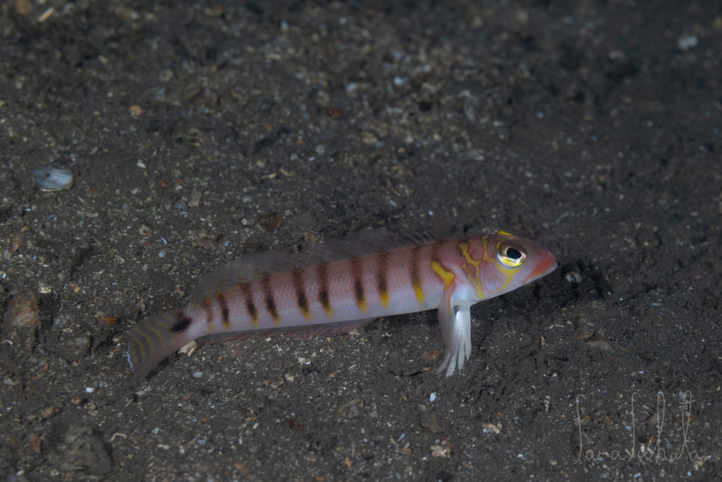 2025/12/18　淡島　-65m