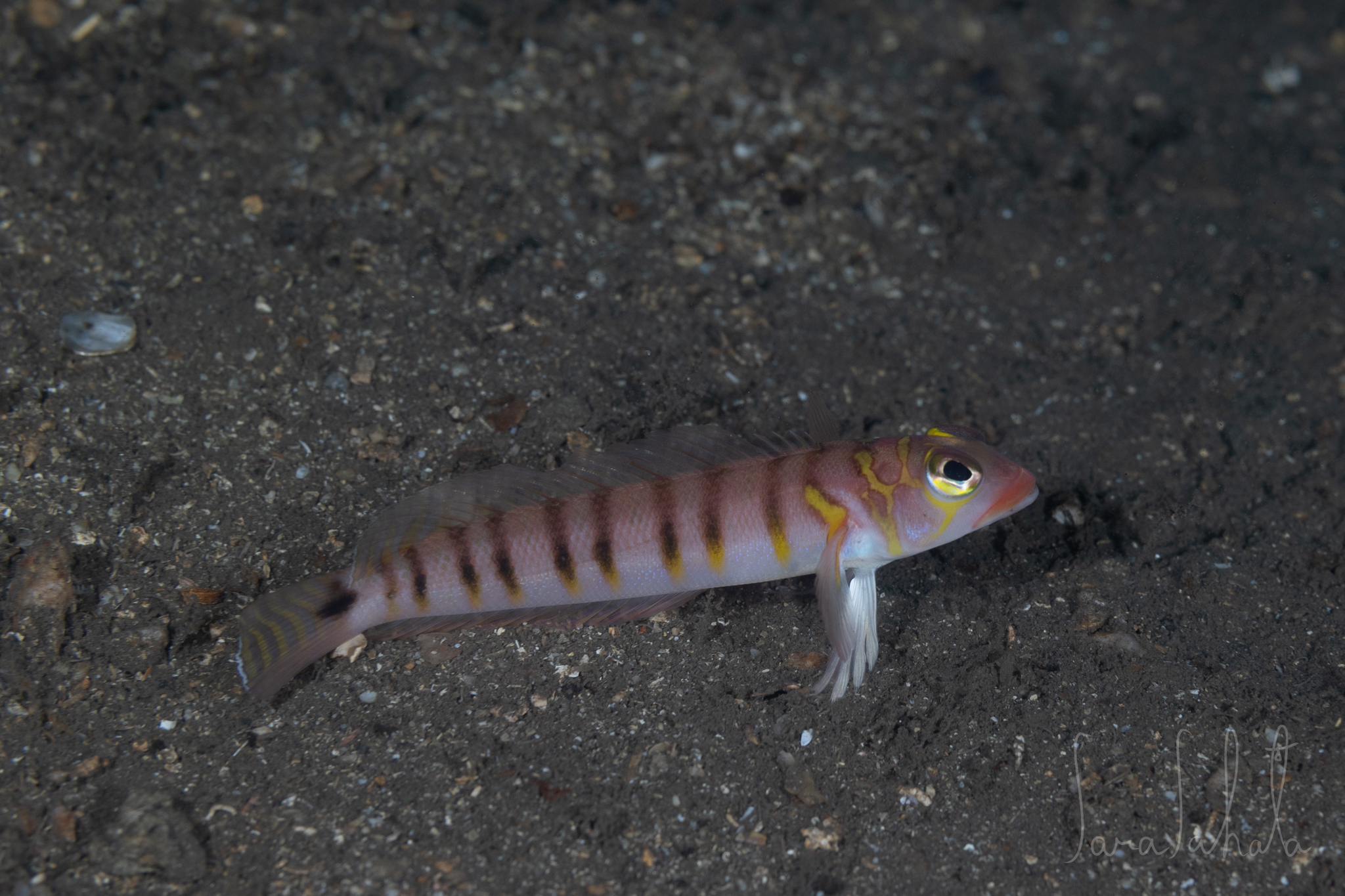 2025/12/18　淡島　-65m