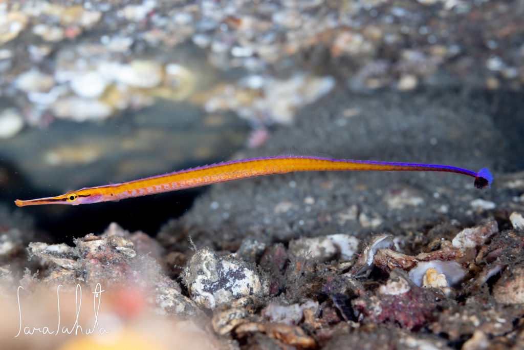 2026/1/25　赤沢　-40m