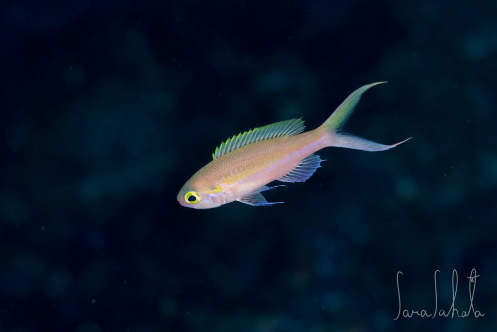 2026/1/25　赤沢　-40m