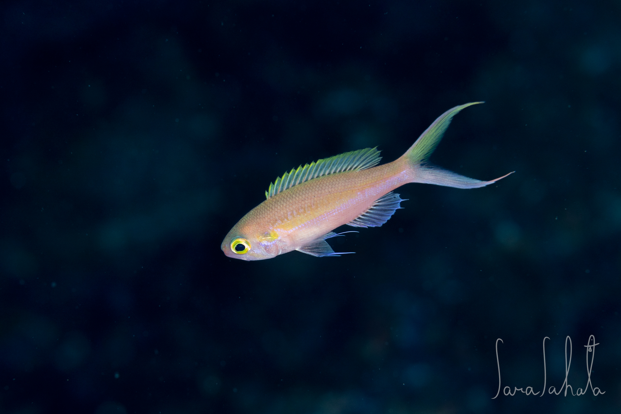 2026/1/25　赤沢　-40m