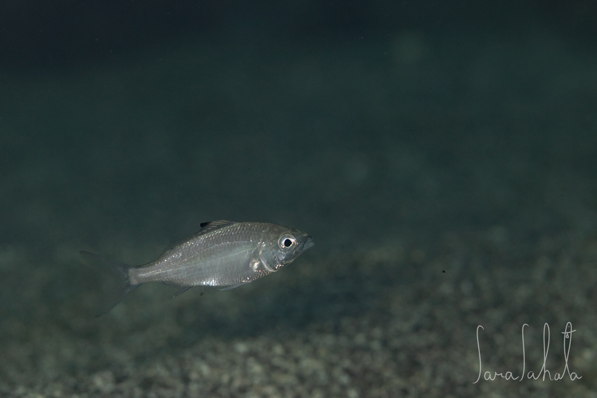 2025/9/15　坂田　-2m