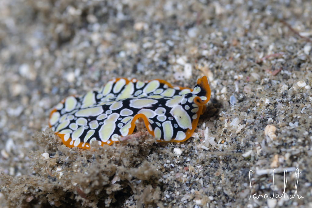 2025/9/15　坂田　-2m