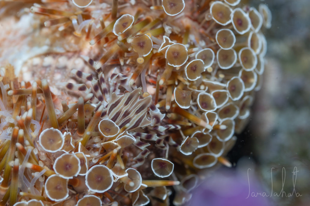 2025/9/19　淡島　-6m