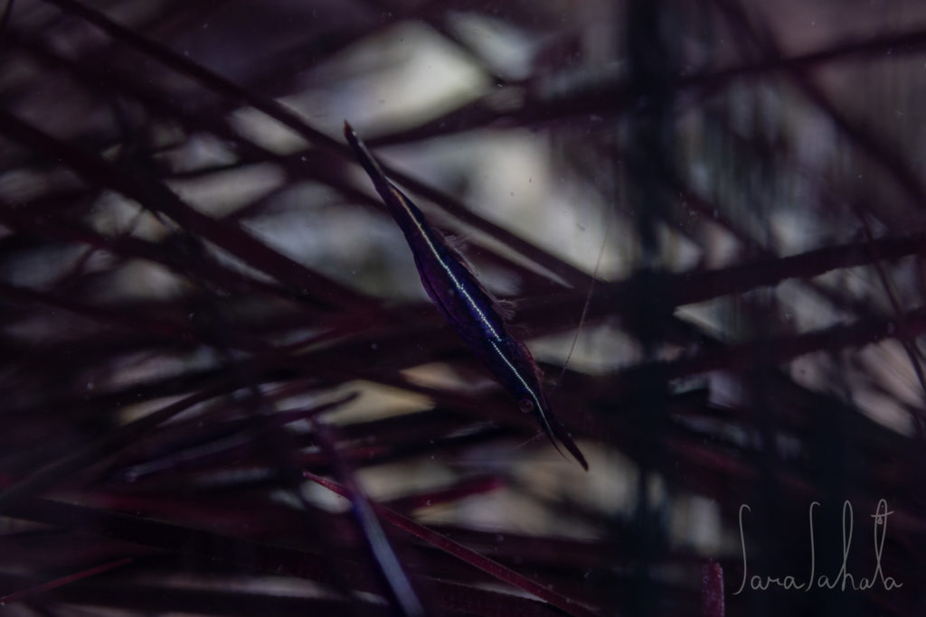 2025/9/19　淡島　-6m