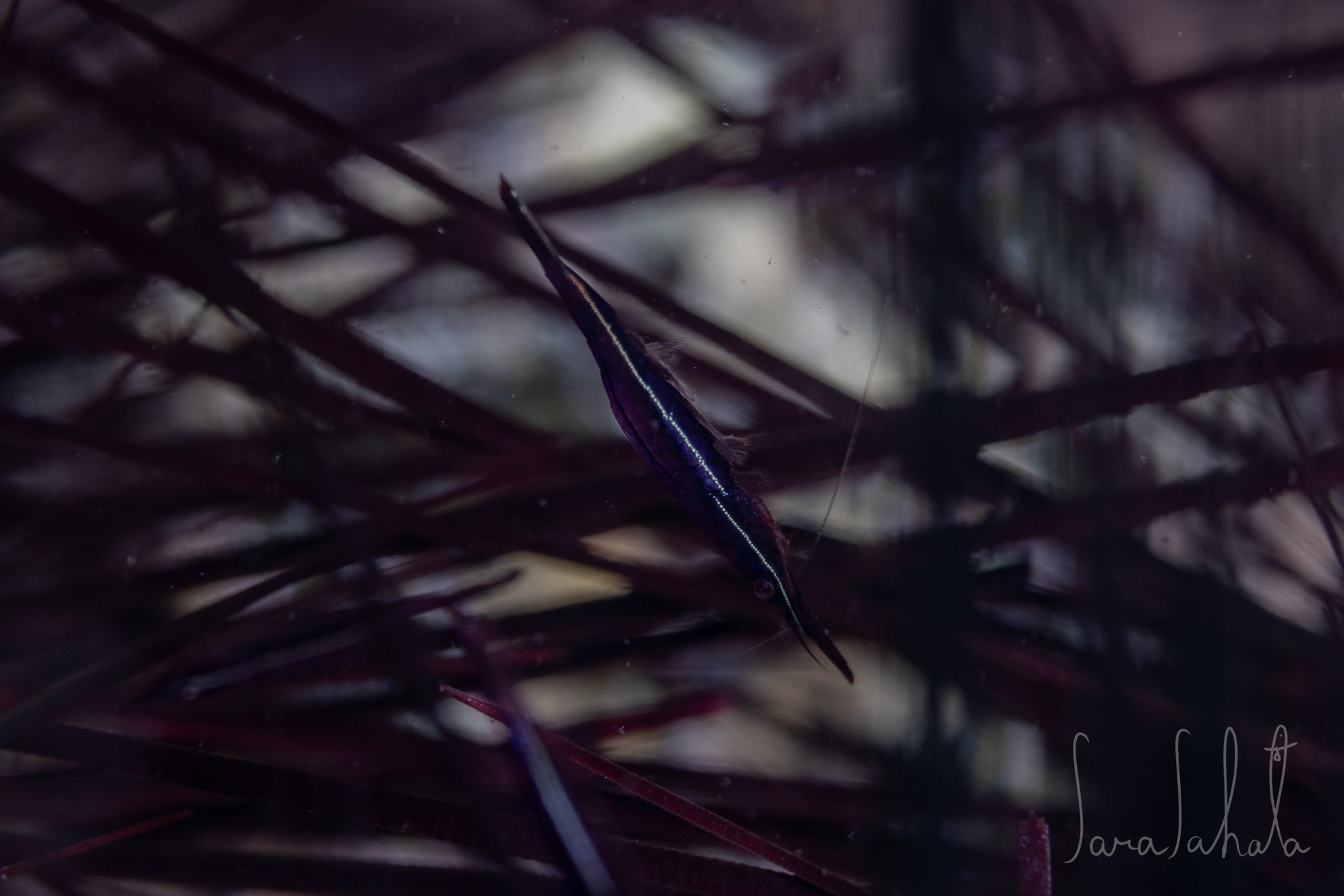 2025/9/19　淡島　-6m