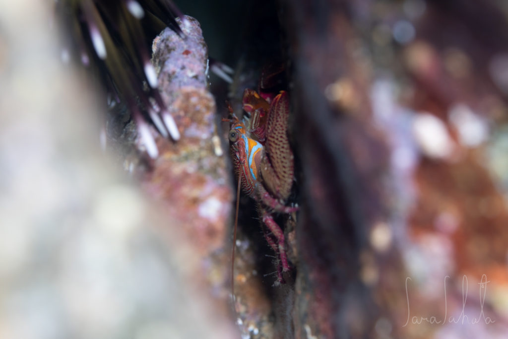 2025/9/19　淡島　-6m