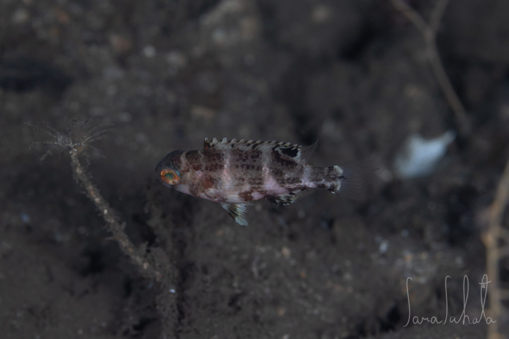 2025/12/23　淡島　-55m