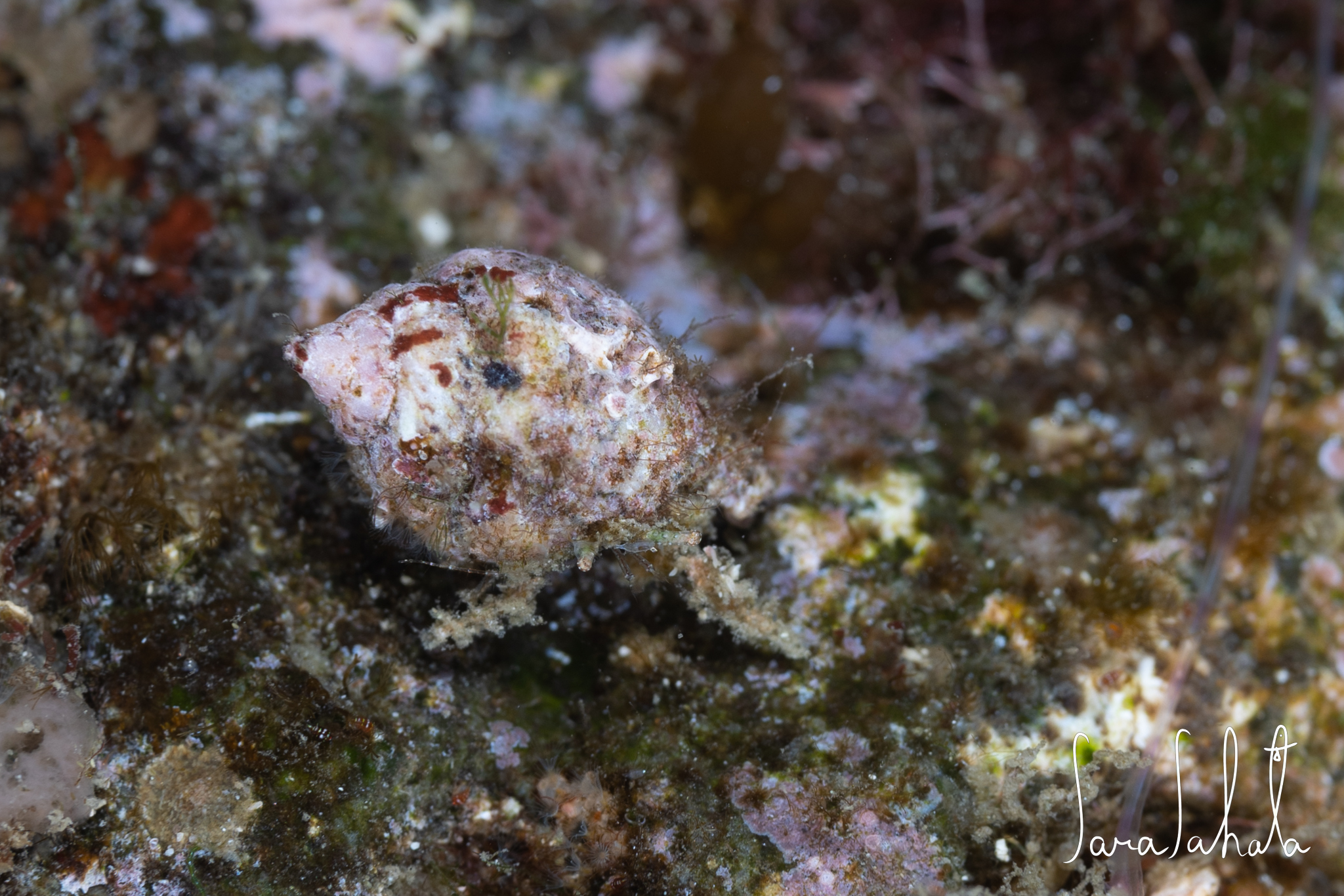 2025/12/23　淡島　-6m